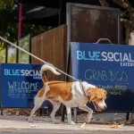 Dog-Friendly Café with Puppacinos in Invermay Launceston 2 Dog Friendly Blue social